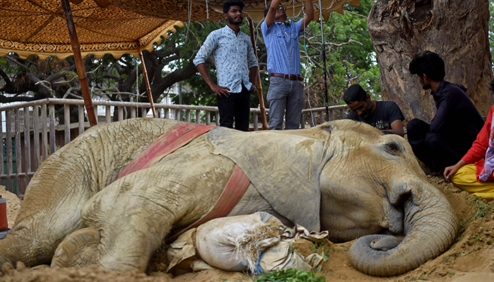 Veterinarians examine elephant Noor Jehan at the Karachi Zoo in Karachi on April 18, 2023. — AFP