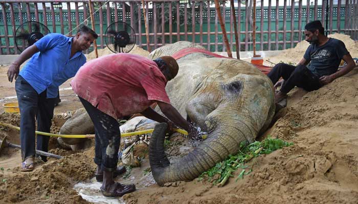 Mahouts feed elephant Noor Jehan at the Karachi Zoo in Karachi on April 18, 2023. — AFP