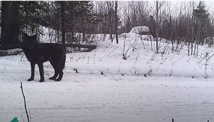 This still shows a rare black wolf on the prowl in Minnesota. — Screengrab via YouTube