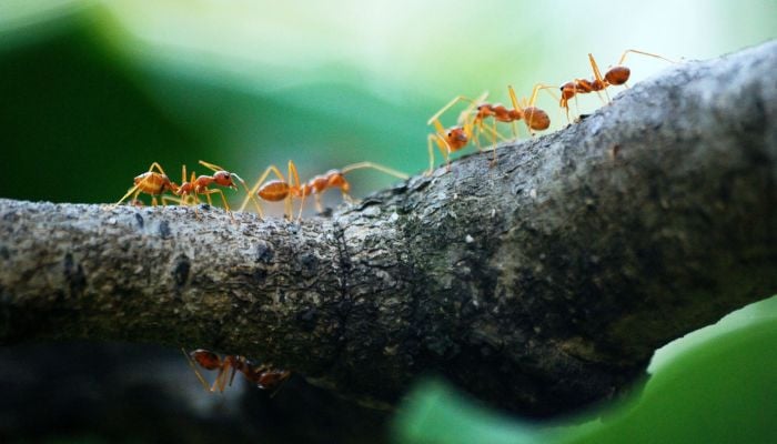 Devrim niteliğindeki seyretme sistemi, çöl karıncalarının büyüleyici yaşamlarını gözler önüne seriyor