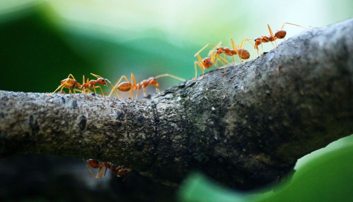 Tambon Nong Chaeng, Tayland'da beş turuncu karıncanın makro fotoğrafı.— Pexels