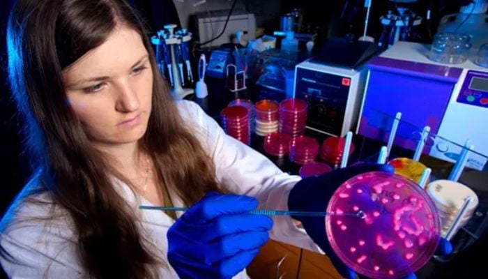 CDC microbiologist Alicia Shams demonstrates how Klebsiella pneumoniae grows.— CDC