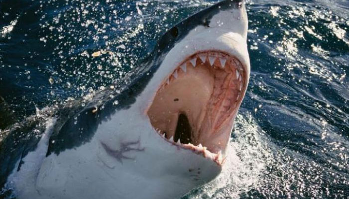 A great white shark. — AFP/File