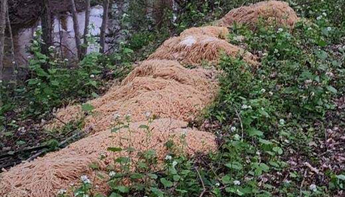 Mounds of pasta can be seen dumped in the woods. — Facebook/jochnowitzforOBcouncil