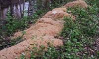 500 pounds of cooked pasta found near river basin