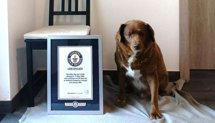 Dünyanın en yaşlı köpeği Bobi, 31. doğum gününü inanılmaz bir halde kutladı