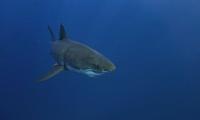 Teenage girl escapes shark attack, punches sea predator in Florida