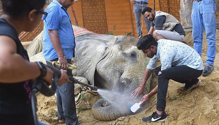 Veterinerler 18 Nisan 2023'te Karaçi'deki Karaçi Hayvanat Bahçesi'nde fil Noor Jehan'ın hortumunu temizliyor. — AFP