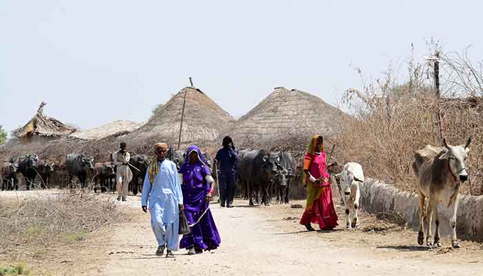 In this picture taken on April 8, 2023, villagers lead their livestock for grazing at Sanjar Chang village in Tando Allahyar district. — AFP