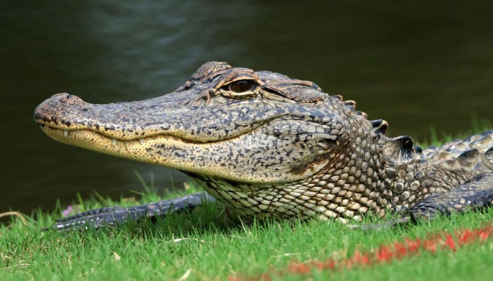 Representational image of an alligator. — AFP/File