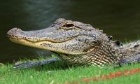 VIDEO: Massive alligator seen strolling in suburban Houston