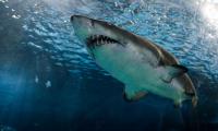Teenager survives deadly shark attack in New Jersey