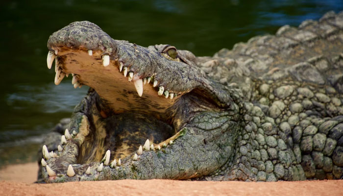 This representational picture shows a crocodile. — Unsplash/File