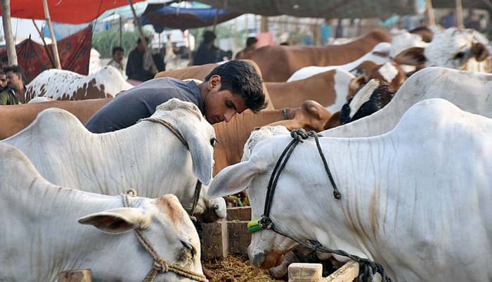 A man feeds cows up for sale at a cattle market located at Karachis Sohrab Goth ahead of Eid ul Adha on June 12, 2022. — APP