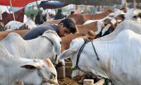 Eid ul Adha 2023: Where will cattle markets be set up in Karachi?