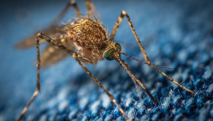 Tips for avoiding mosquitoes this summer