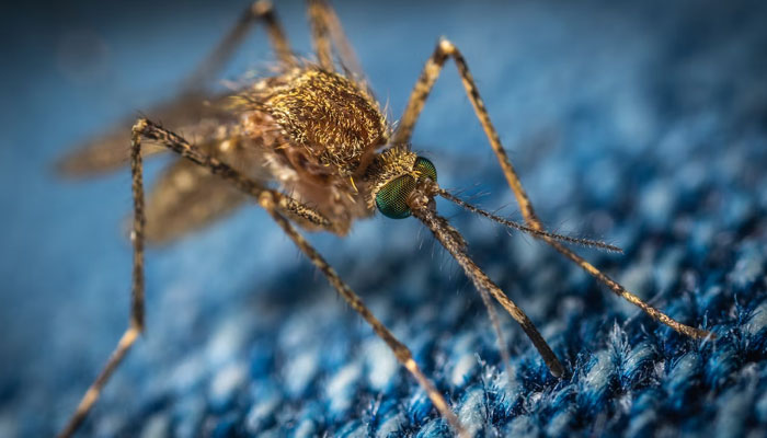 This representational picture shows a magnified image of a mosquito. — Unsplash/File