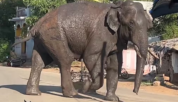 Elephant named Arikomban. — Screengrab from a video/Twitter