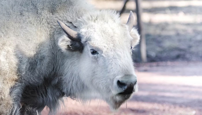 Bison putih langka lahir di Bear River State Park di Wyoming