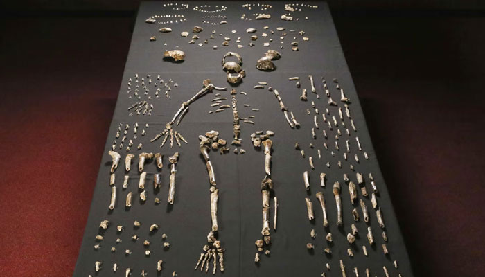 The skeleton of Homo naledi pictured in the Wits bone vault at the Evolutionary Studies Institute at the University of the Witwatersrand, Johannesburg. — AFP/File