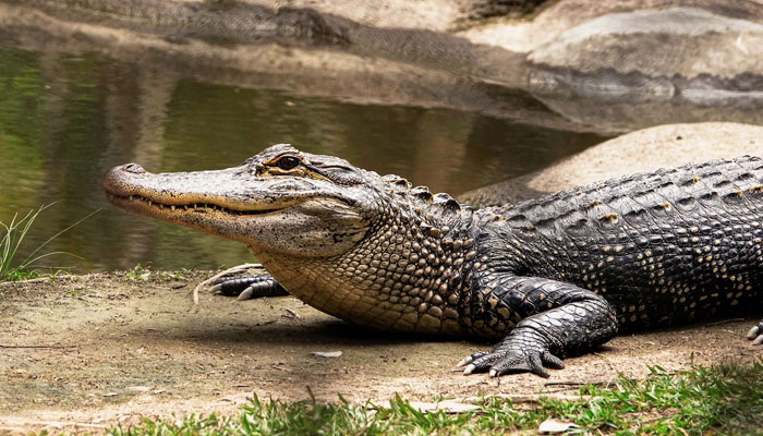 A representational image of a crocodile. — Unsplash/File