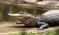 Virgin birth in crocodile reported in Costa Rica zoo