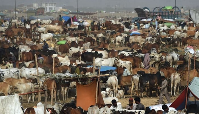 The cattle sellers await buyers at the Super Highway mandi in Karachi. — AFP/File