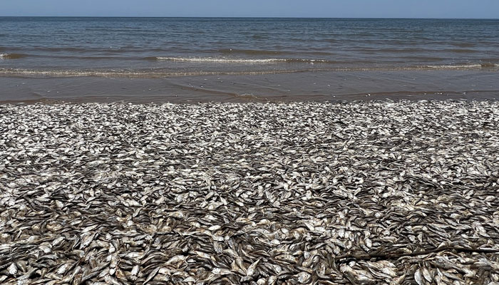 This picture shows thousands of dead fish that washed up on the shore at Quinatana Beach in Texas. — Facebook/Quintana Beach County Park