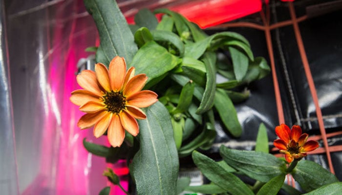 This picture shows the first plant ever grown in space, Zinnia. — Nasa/File