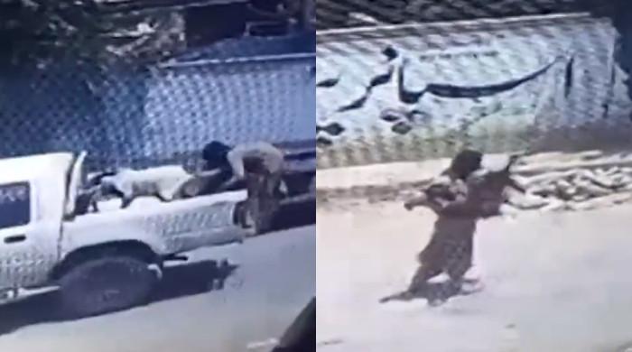 VIDEO: Man snatches sacrificial goat from moving car in Quetta