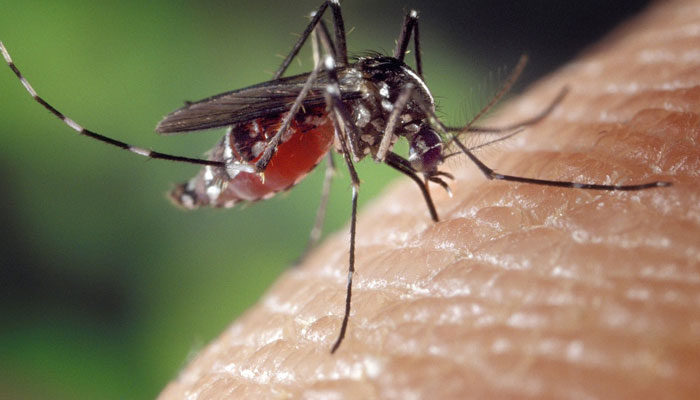 This representational picture shows a mosquito biting human skin. — Pixabay/File