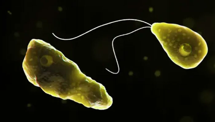 A computer-generated representation of Naegleria fowleri in its ameboid trophozoite stage, in its flagellated stage, and in its cyst stage (left to right). — CDC via Microbe Online