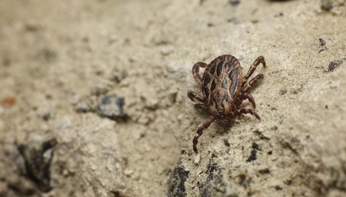 This representational picture shows a tick. — Unsplash/File
