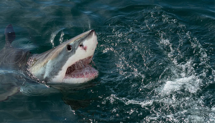 ‘Florida civarlarındaki denizdeki köpekbalıkları kokainden acayip etkisinde bırakır alıyor olabilir’
