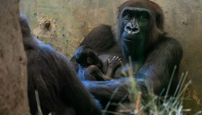 Adam gorilin yeni anne olduğu ortaya çıktı