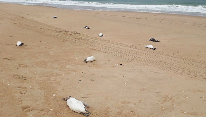 2.000 ölü penguen gizemli bir halde Uruguay kıyılarına vurdu