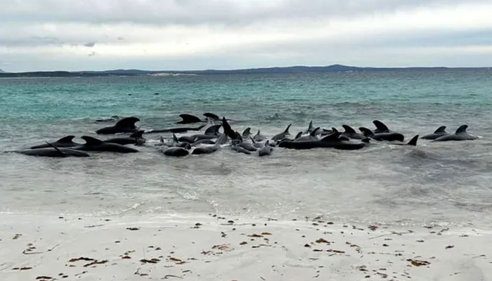 Scores of pilot whales stranded at Cheynes beach near Albany in Western Australia on Tuesday.  AFP/File