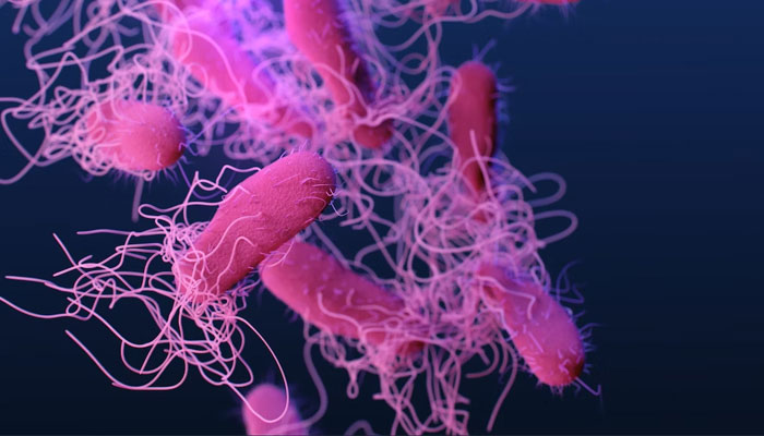 This representational picture shows an illustration of the salmonella bacteria. — Unsplash/File