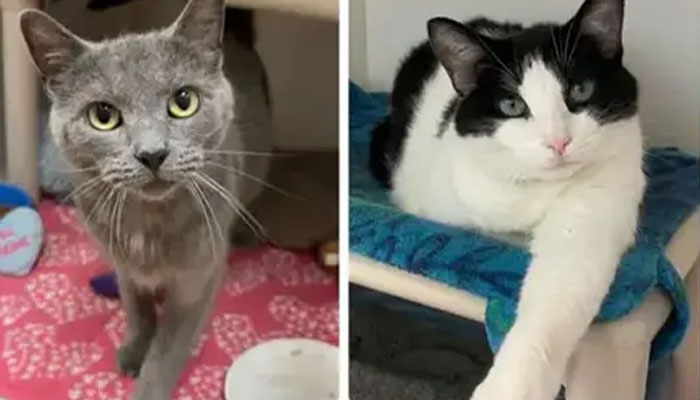 The Brownstown Township animal shelter is looking for safe homes for the rescued cats and kittens to be adopted to. (FOX 2 Detroit)
