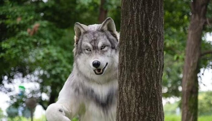Japanese man transforms into wolf to find escape, empowerment