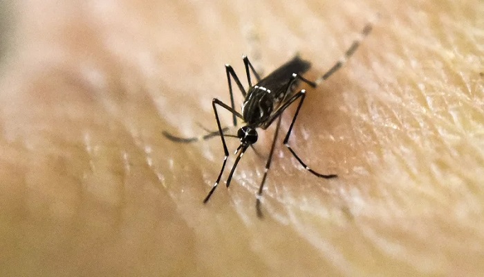 This breakthrough came when researchers observed that a colony of mosquitoes used in an experiment failed to develop the malaria parasite, sparking further investigation. — AFP/Files