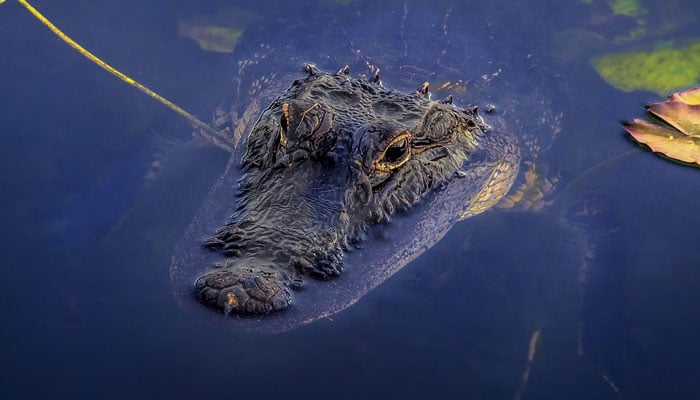 A crocodile in a pond. — Unsplash/File