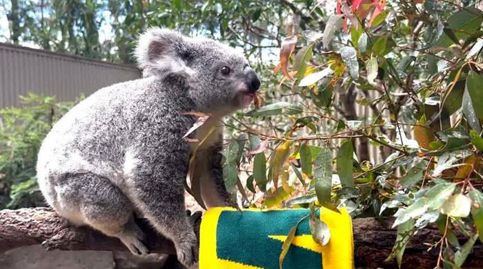 Koala Matilda, FIFA Bayanlar Dünya Kupası finaline katılmak için Avustralya’yı seçti