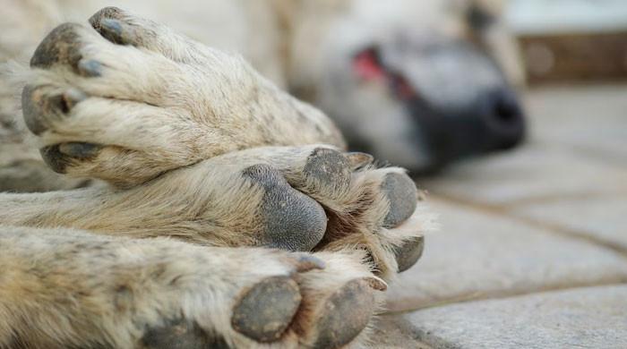 Il proprietario dell’asilo per cani ha il cuore spezzato per la morte di 10 cani
