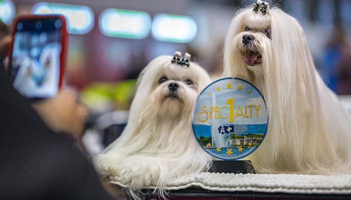 Two dogs are photographed during the World Dog Show on August 26, 2023 in Geneva. Big, small, shaved, hairy, curly, more than 20,000 doggies of all kinds, pampered to the extreme, and from 80 countries compete in Geneva until Sunday to win one of the titles of the World´s most beautiful dog.—AFP