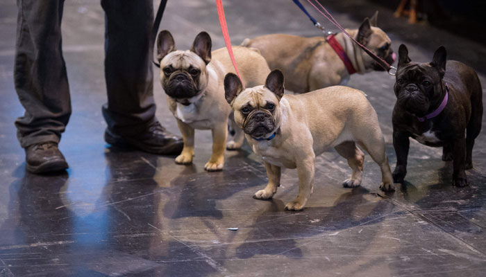 (FILES) In this file photo taken on March 10, 2017 A dog owner gathers his four French bulldogs at the end of the second day of the Crufts dog show at the National Exhibition Centre in Birmingham, central England.—AFP
