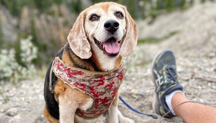 A Beagle dog with a dress.—Twitter/file