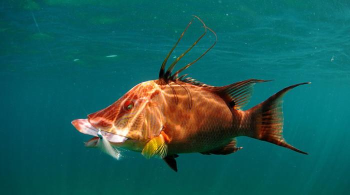Wetenschappers ontdekken een vis die zelfs na de dood door zijn huid kan kijken