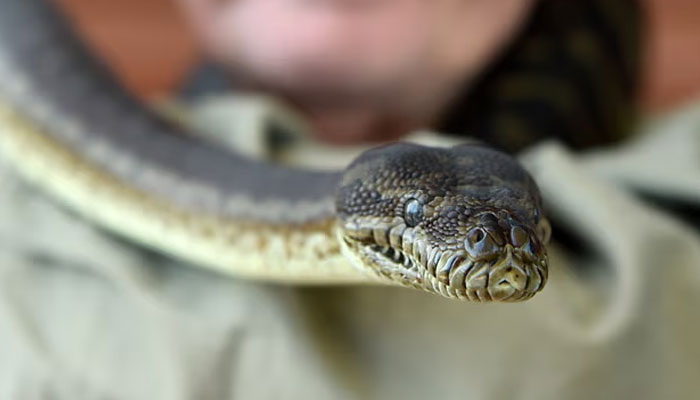 A carpet python – the more conventional host for Ophidascaris robertsi. The Telegraph