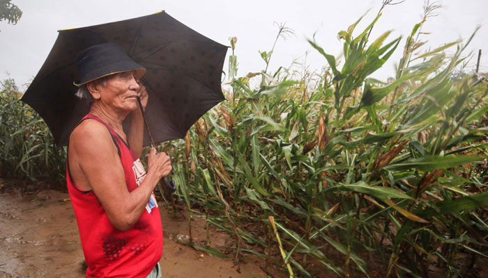 A man braves heavy showers and winds while inspecting his corn farm as Typhoon Saola brushes past Ilagan City, Isabela Province, north of Manila on August 27, 2023. — AFP